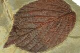 Detailed Fossil Leaf (Celtis) - Montana #269316-2